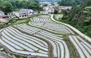 平江县三阳乡：产业铺就致富路，一派田园好风光